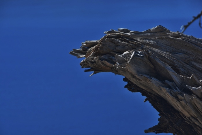 huge driftwood against Crater Lake